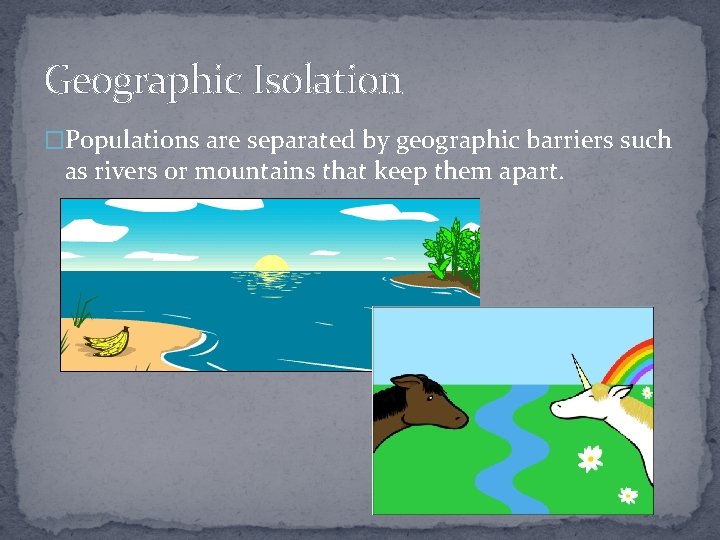 Geographic Isolation �Populations are separated by geographic barriers such as rivers or mountains that