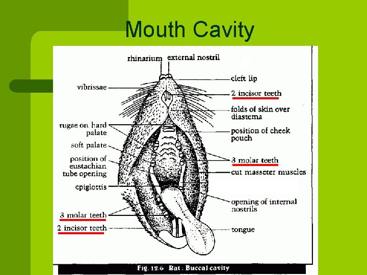 Mouth Cavity 