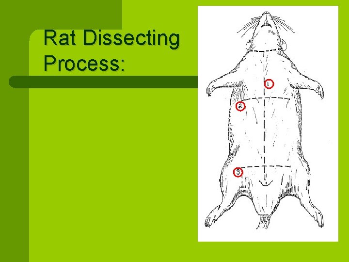 Rat Dissecting Process: 