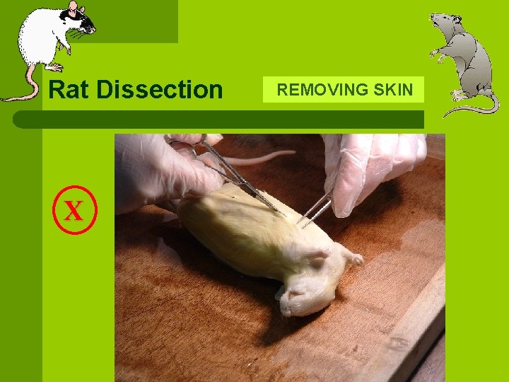 Rat Dissection X REMOVING SKIN 