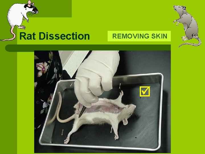 Rat Dissection REMOVING SKIN 