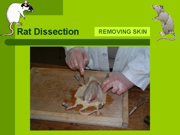 Rat Dissection REMOVING SKIN 