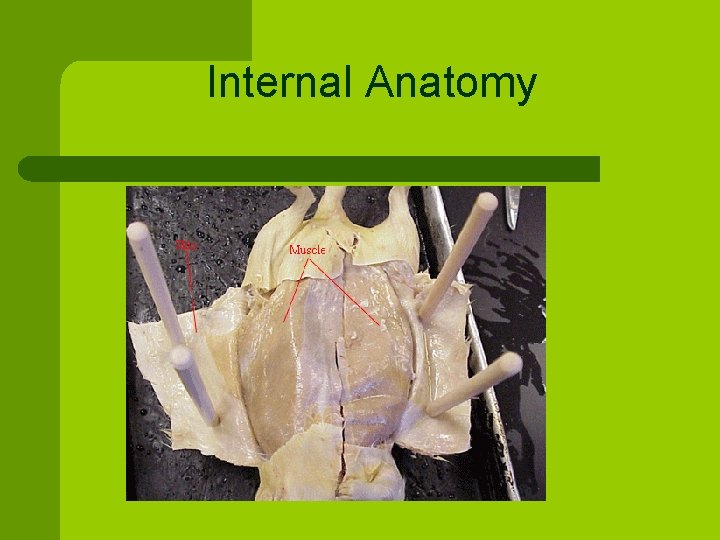 Internal Anatomy 