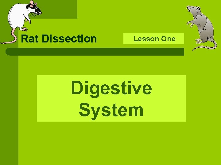 Rat Dissection Lesson Digestive System One 