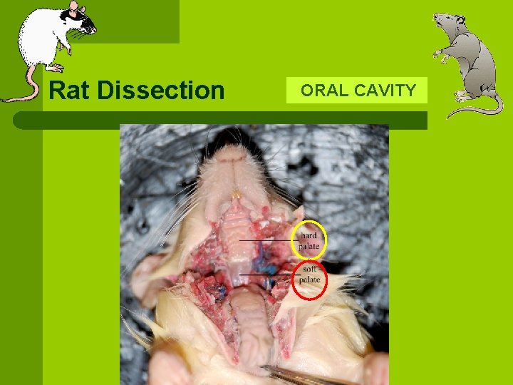 Rat Dissection ORAL CAVITY 