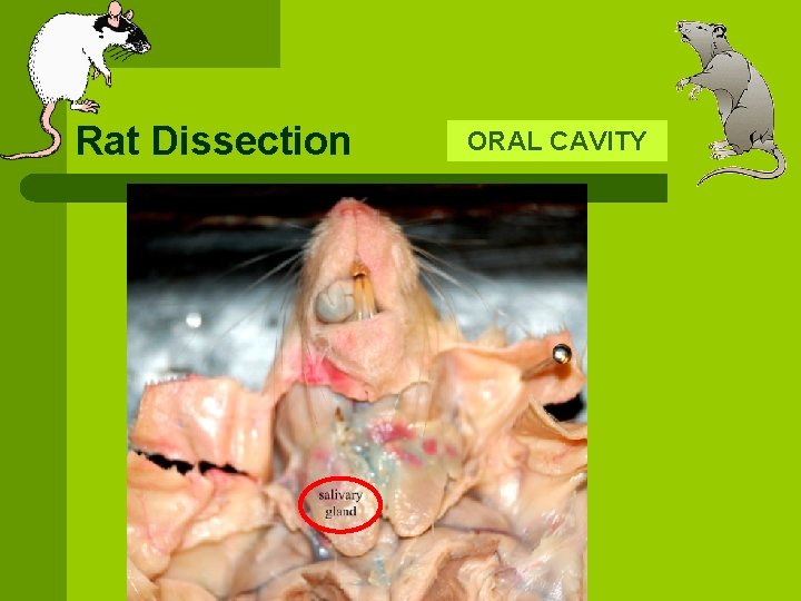 Rat Dissection ORAL CAVITY 