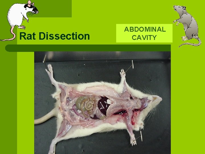 Rat Dissection ABDOMINAL CAVITY 