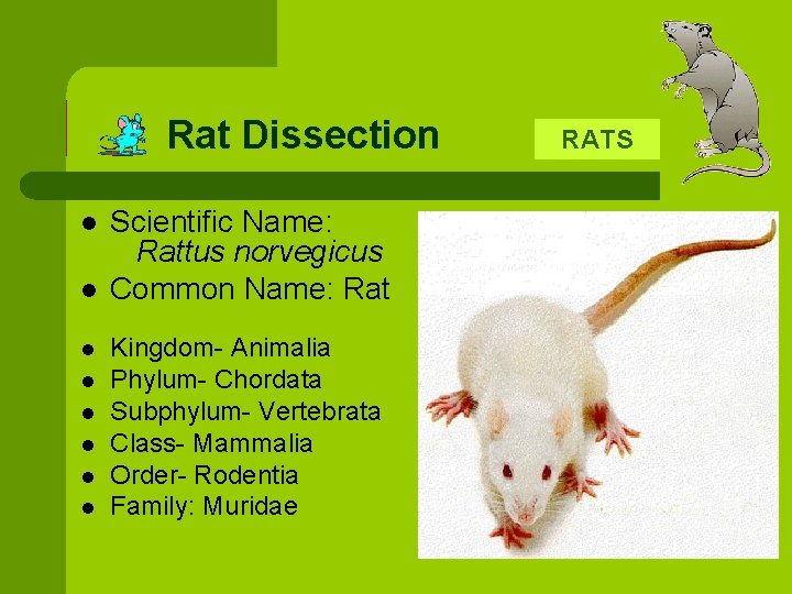 Rat Dissection l l l l Scientific Name: Rattus norvegicus Common Name: Rat Kingdom-