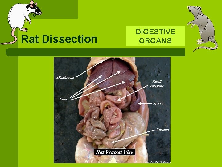 Rat Dissection DIGESTIVE ORGANS 