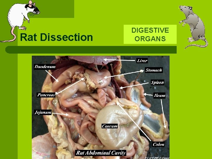 Rat Dissection DIGESTIVE ORGANS 