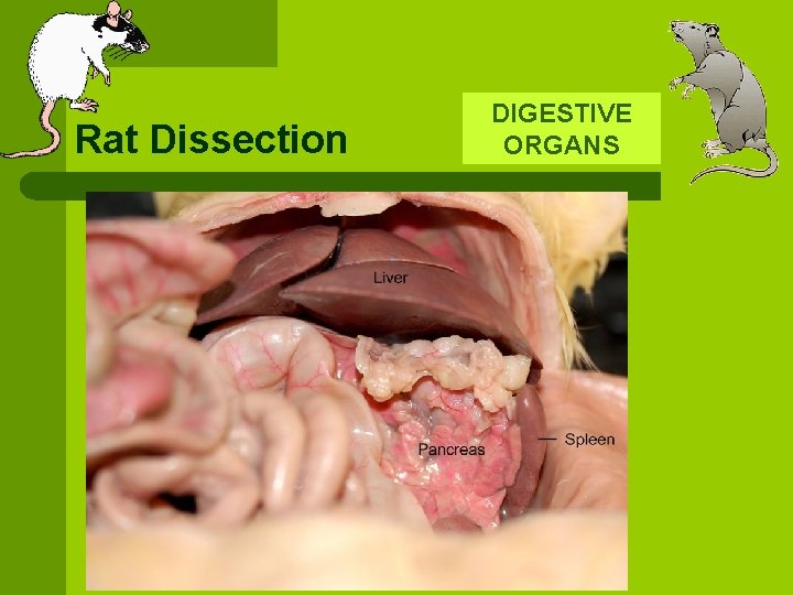 Rat Dissection DIGESTIVE ORGANS 