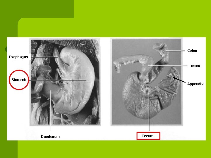 Colon Esophagus Ileum Stomach Appendix Duodenum Cecum 