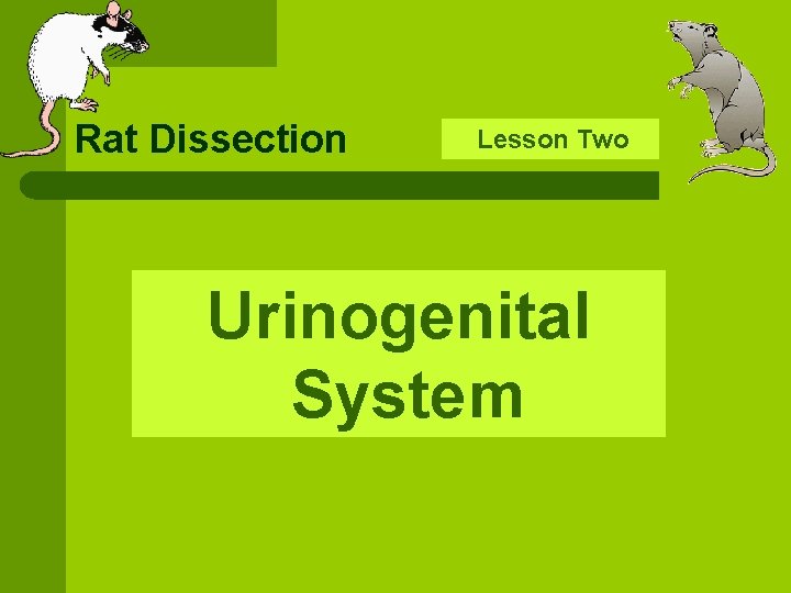 Rat Dissection Lesson Two Urinogenital System 