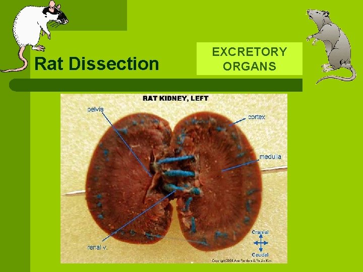 Rat Dissection EXCRETORY ORGANS 