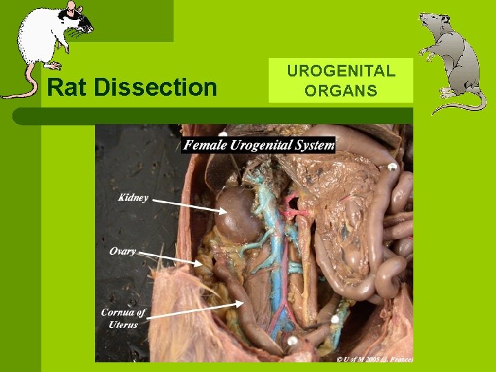 Rat Dissection UROGENITAL ORGANS 