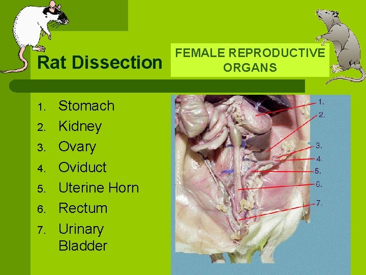 Rat Dissection 1. 2. 3. 4. 5. 6. 7. Stomach Kidney Ovary Oviduct Uterine