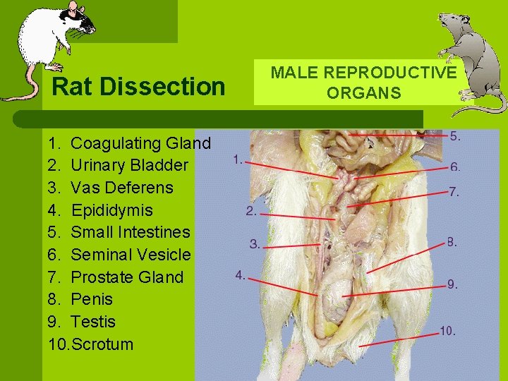 Rat Dissection 1. Coagulating Gland 2. Urinary Bladder 3. Vas Deferens 4. Epididymis 5.