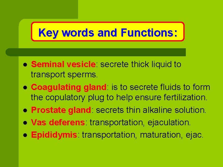 Key words and Functions: l l l Seminal vesicle: secrete thick liquid to vesicle