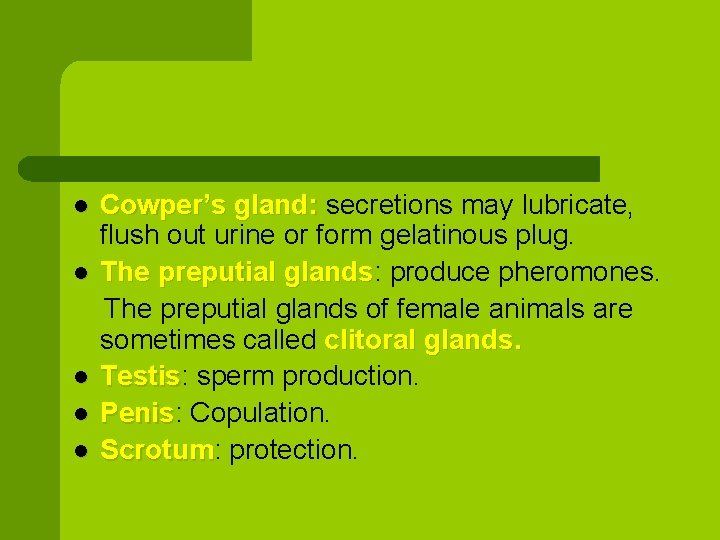 Cowper’s gland: secretions may lubricate, flush out urine or form gelatinous plug. l The