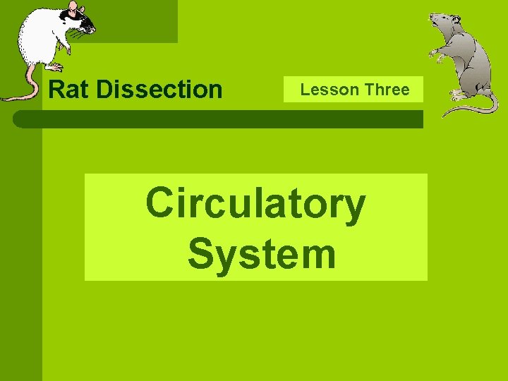 Rat Dissection Lesson Three Circulatory System 