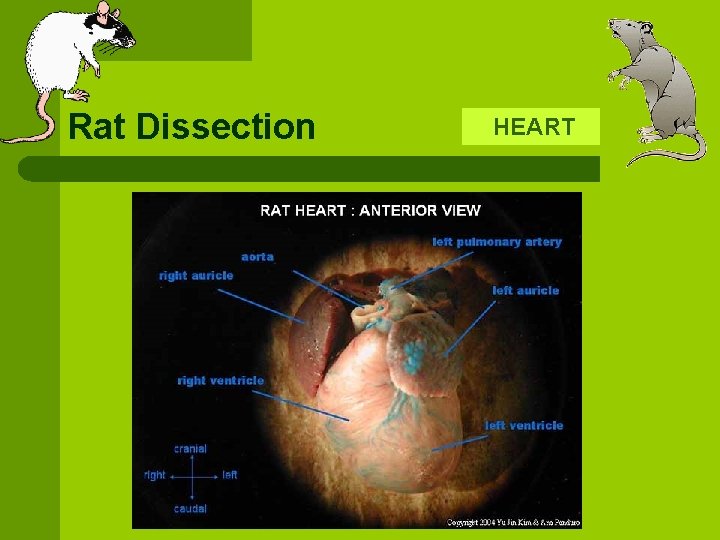 Rat Dissection HEART 