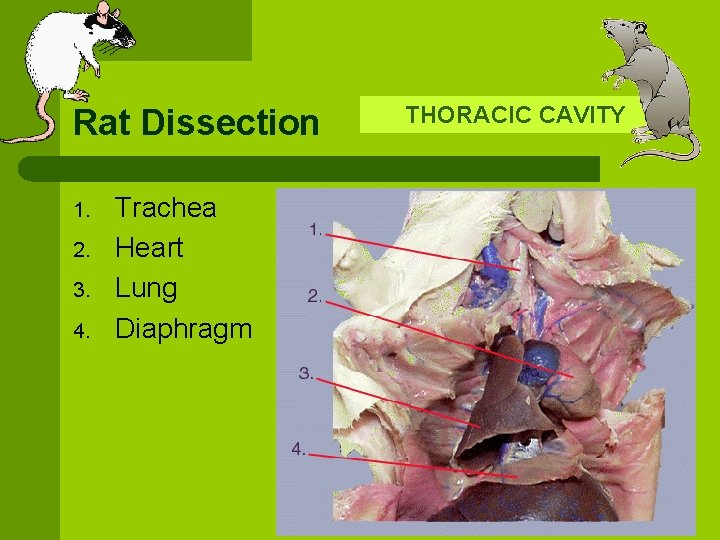 Rat Dissection 1. 2. 3. 4. Trachea Heart Lung Diaphragm THORACIC CAVITY 