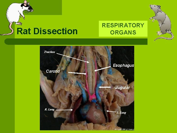 Rat Dissection RESPIRATORY ORGANS Esophagus Carotid Jugular 