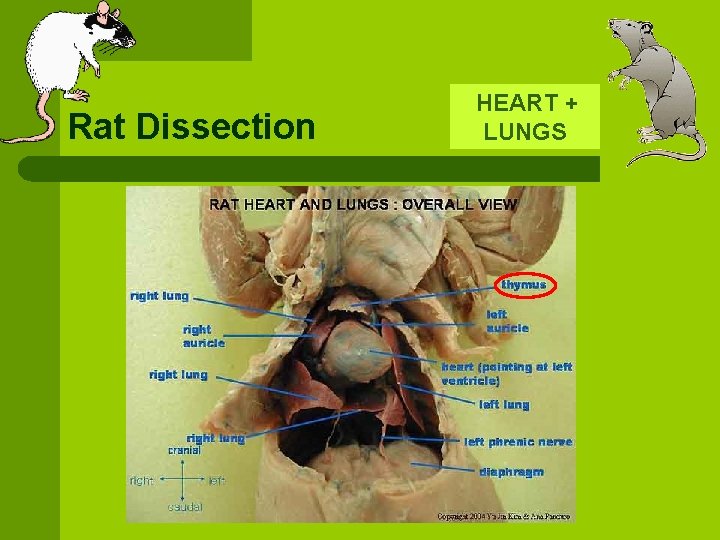 Rat Dissection HEART + LUNGS 