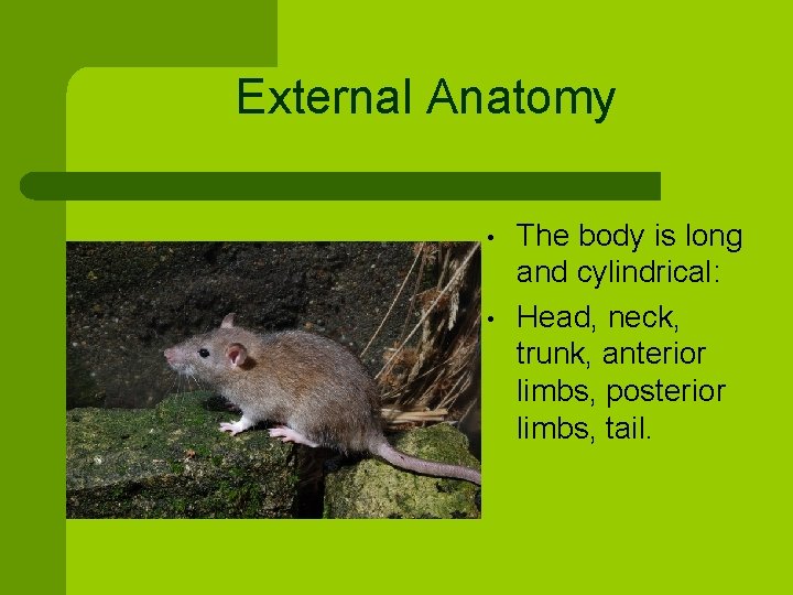 External Anatomy • • The body is long and cylindrical: Head, neck, trunk, anterior