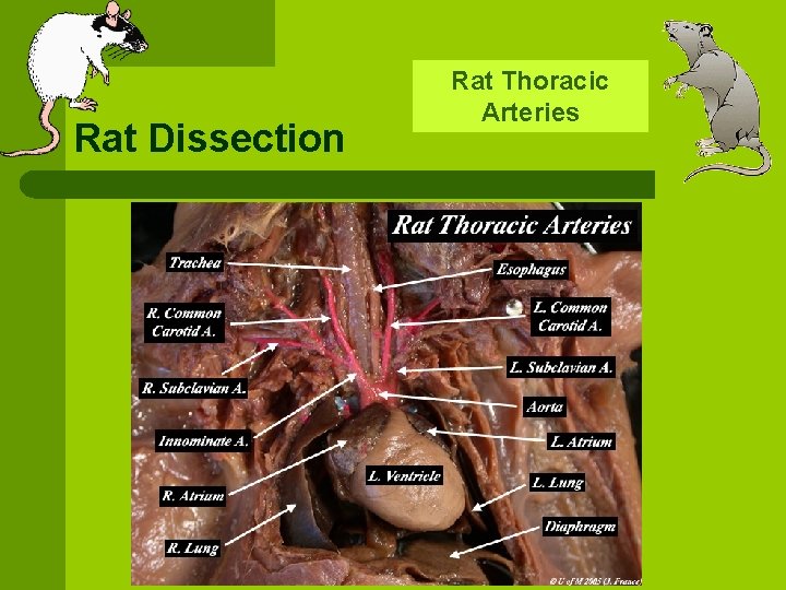 Rat Dissection Rat Thoracic Arteries 