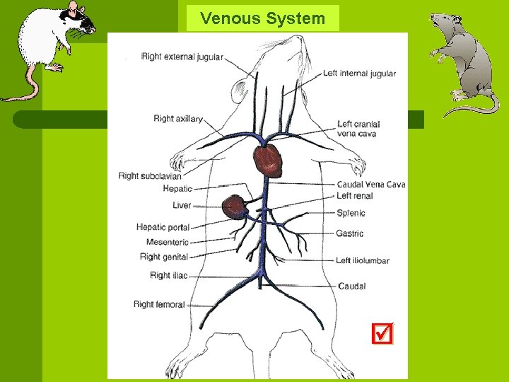 Venous System 