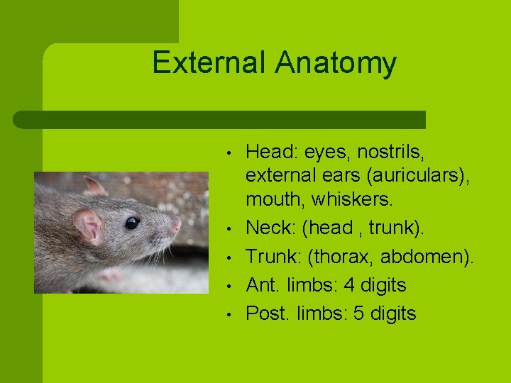 External Anatomy • • • Head: eyes, nostrils, external ears (auriculars), mouth, whiskers. Neck: