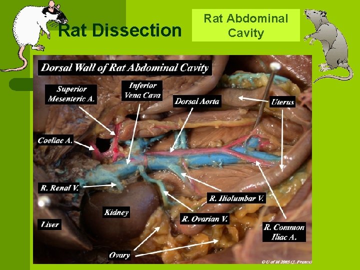 Rat Dissection Rat Abdominal Cavity 