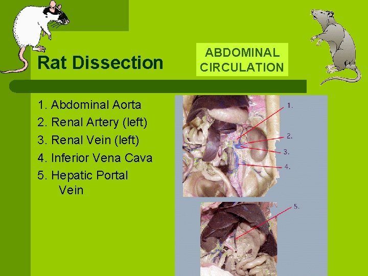 Rat Dissection 1. Abdominal Aorta 2. Renal Artery (left) 3. Renal Vein (left) 4.