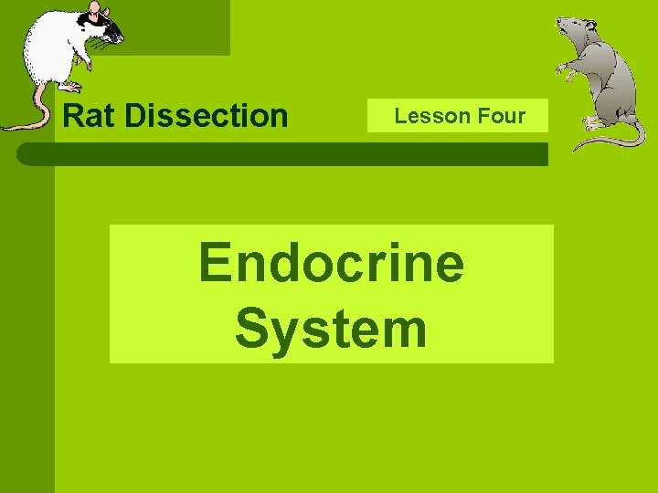 Rat Dissection Lesson Endocrine System Four 