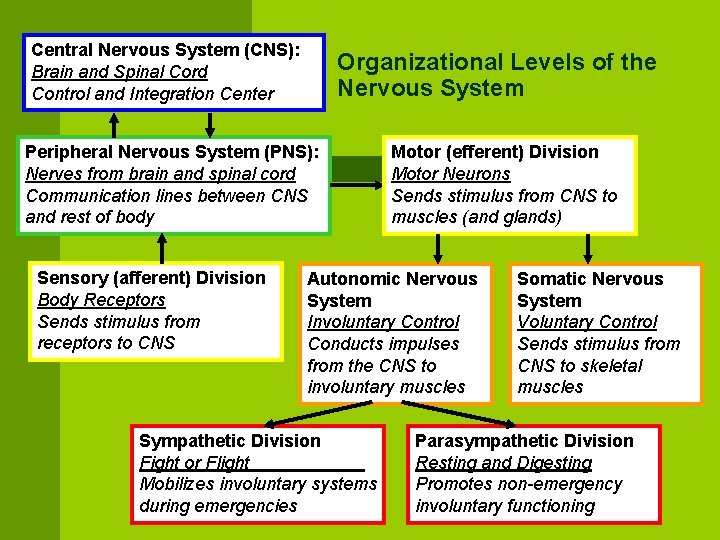 Central Nervous System (CNS): Brain and Spinal Cord Control and Integration Center Organizational Levels