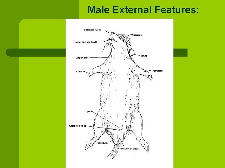 Male External Features: 