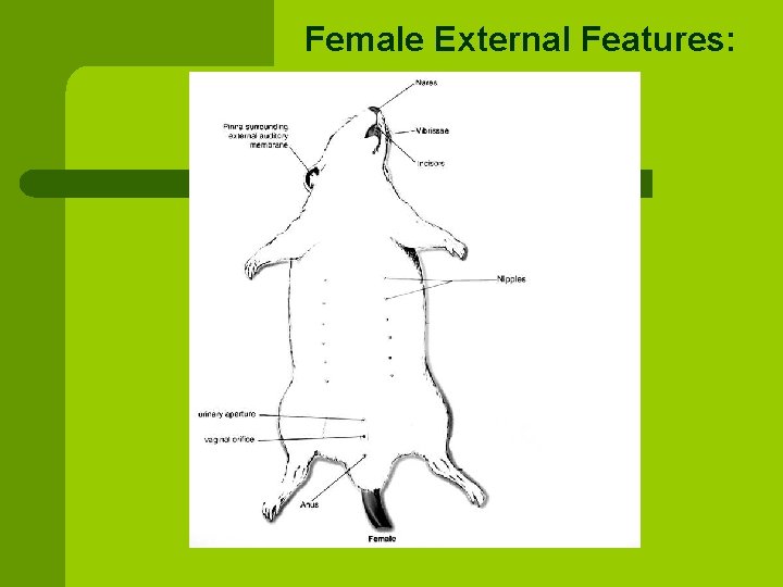 Female External Features: 