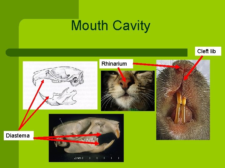 Mouth Cavity Cleft lib Rhinarium Diastema 