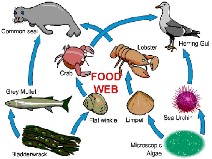 FOOD WEB 