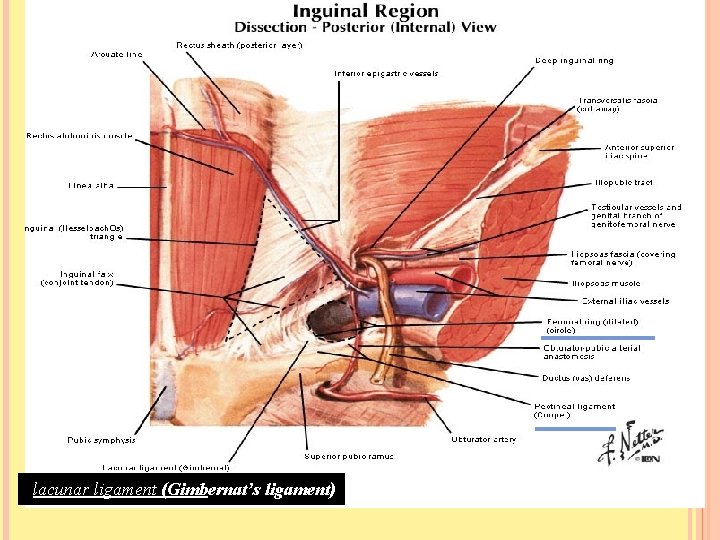 Dr. Amjad shatarat lacunar ligament (Gimbernat’s ligament) 