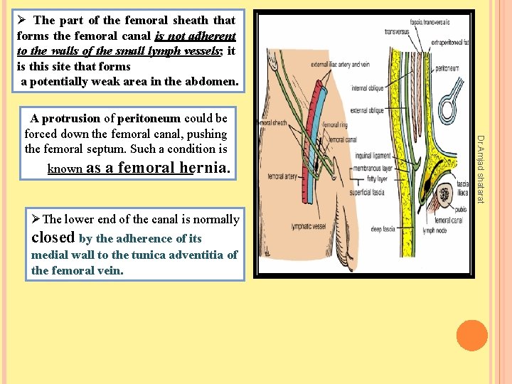 Ø The part of the femoral sheath that forms the femoral canal is not