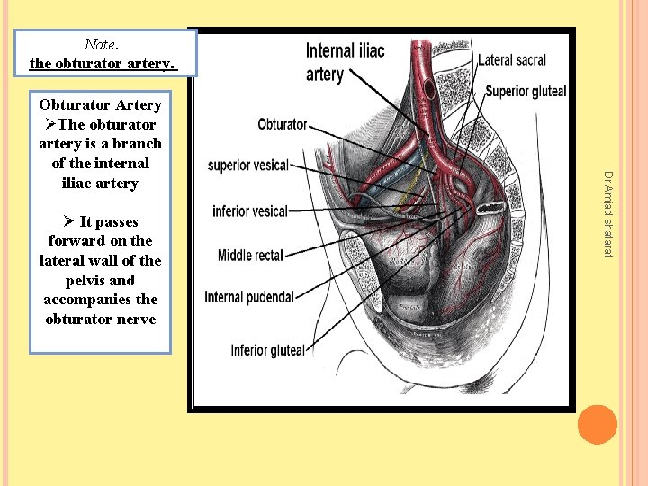 Note. the obturator artery. Ø It passes forward on the lateral wall of the