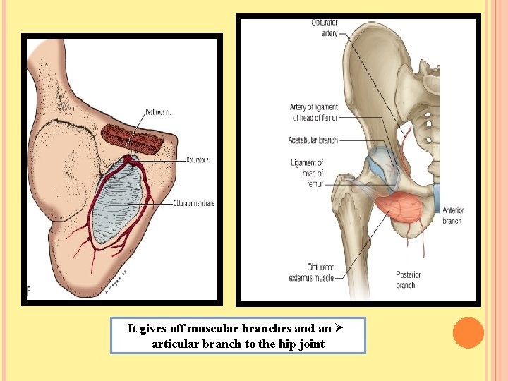 Dr. Amjad shatarat It gives off muscular branches and an Ø articular branch to