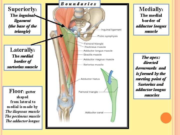 Superiorly: The inguinal ligament (the base of the triangle) Boundaries Medially: The medial border
