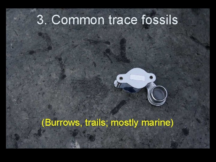 3. Common trace fossils (Burrows, trails; mostly marine) 