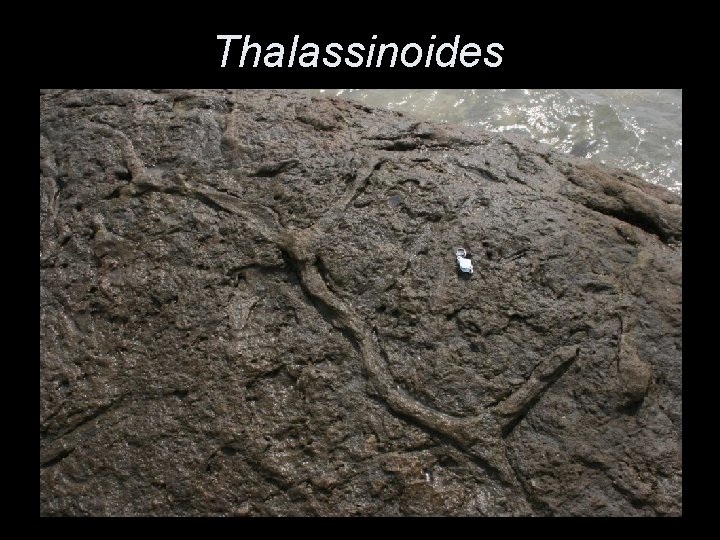 Thalassinoides 