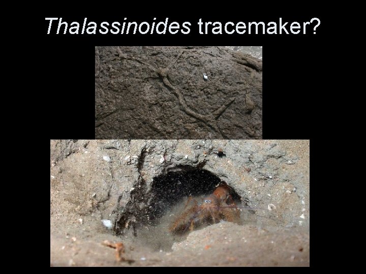 Thalassinoides tracemaker? 