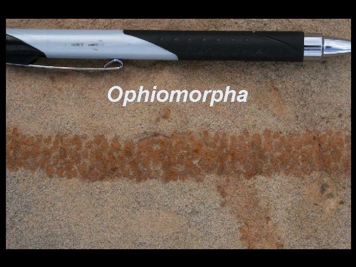 Ophiomorpha 