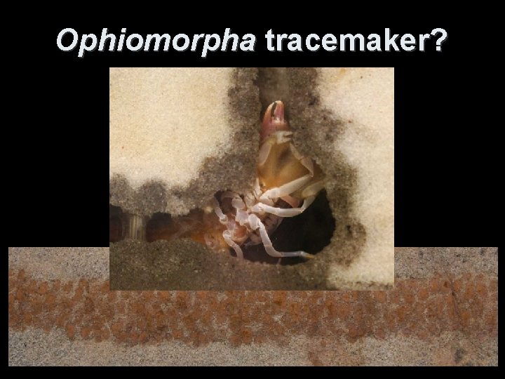 Ophiomorpha tracemaker? 